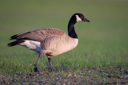 奈飞影视中文:探索最受欢迎的中文影视剧与电影推荐 奈飞影视中文:探索最受欢迎的中文影视剧与电影推荐
