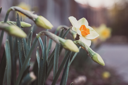 如何安全高效地使用影音先锋下载影视资源 如何安全高效地使用影音先锋下载影视资源