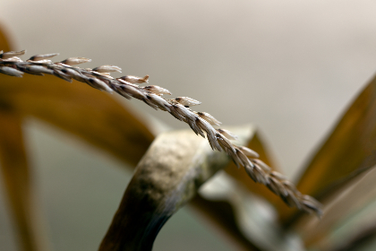 大米星球在线观看免费:探索奇幻米饭世界的冒险之旅 大米星球在线观看免费:探索奇幻米饭世界的冒险之旅